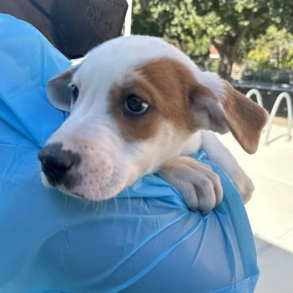 A baby small-sized female American Staffordshire Terrier dog named Overall for adoption in Walnut Creek, CA
