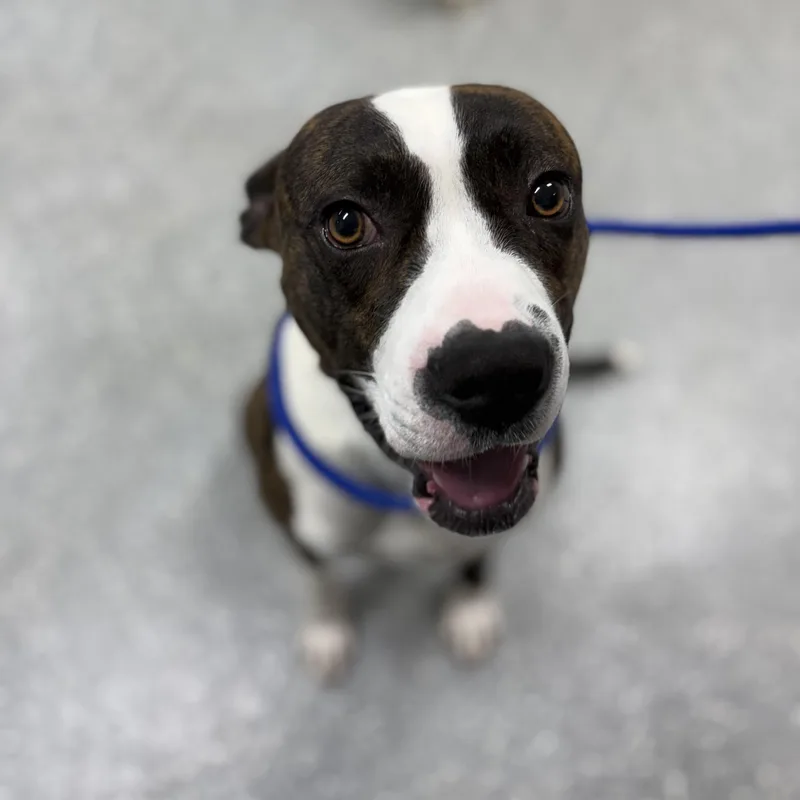 A young medium-sized male Brindle Boxer dog named Tango for adoption in Bardstown, KY