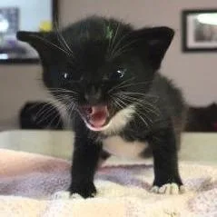 A baby small-sized male Black Domestic Short Hair cat named Parmesan for adoption in West Palm Beach, FL