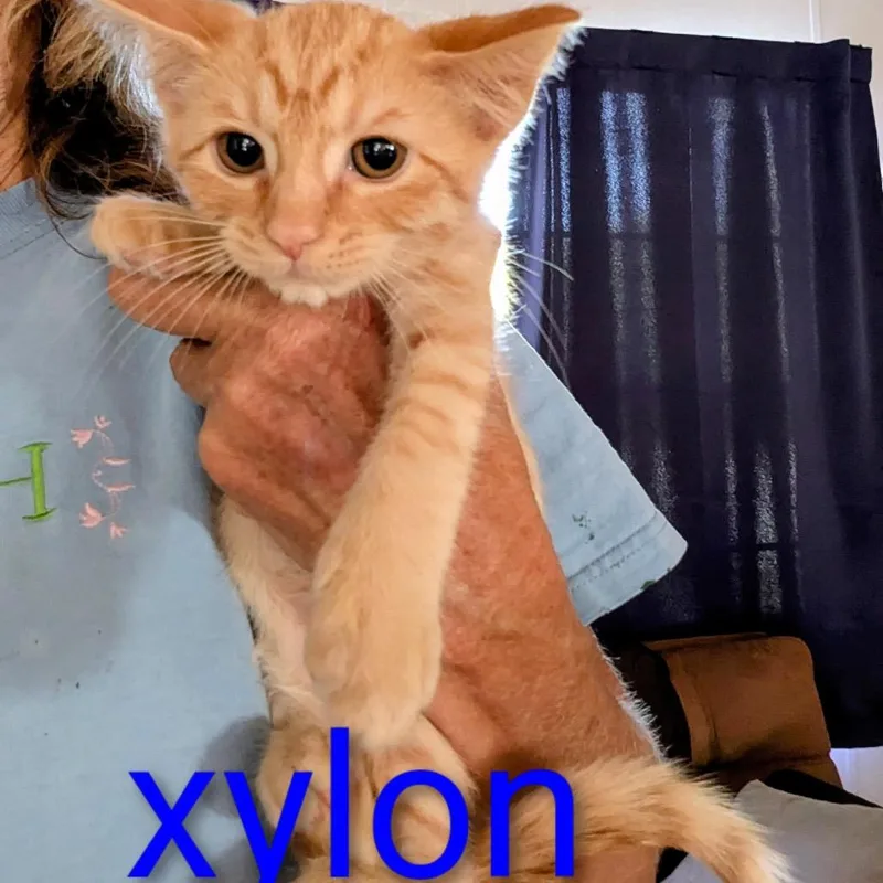 Xylon thumbnail 4
