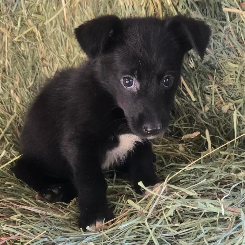 A baby small-sized female Dachshund dog named Bean for adoption in Floresville, TX