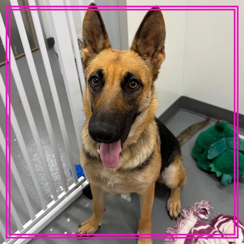 An adult small-sized female German Shepherd Dog dog named Chocolate Croissant for adoption in Austin, TX