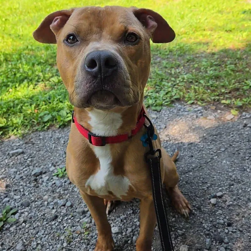 A young medium-sized male Brown / Chocolate Pit Bull Terrier dog named Sparky for adoption in Warren, OH