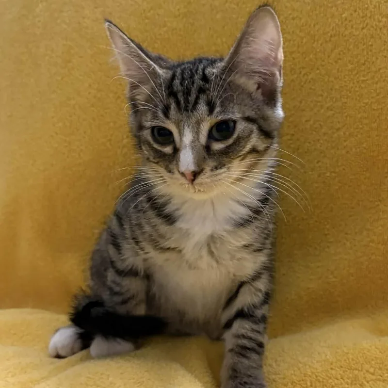 A baby small-sized male Black Domestic Medium Hair cat named Hoagie for adoption in Winchester, VA