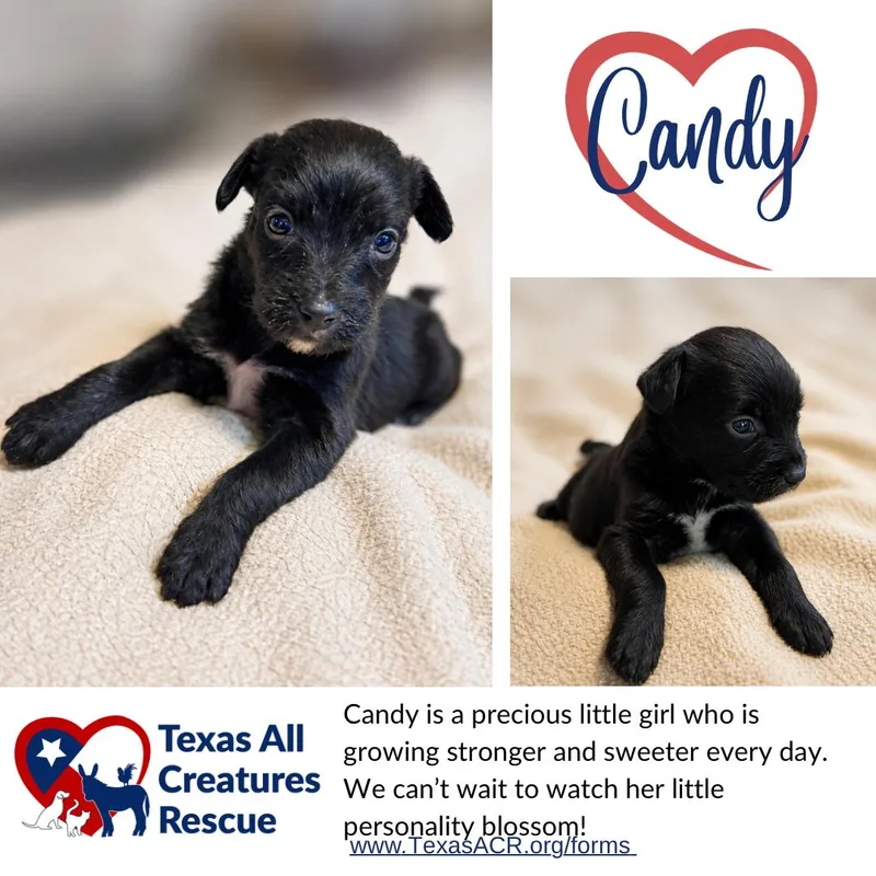 A baby medium-sized female Terrier dog named Candy for adoption in Alvarado, TX