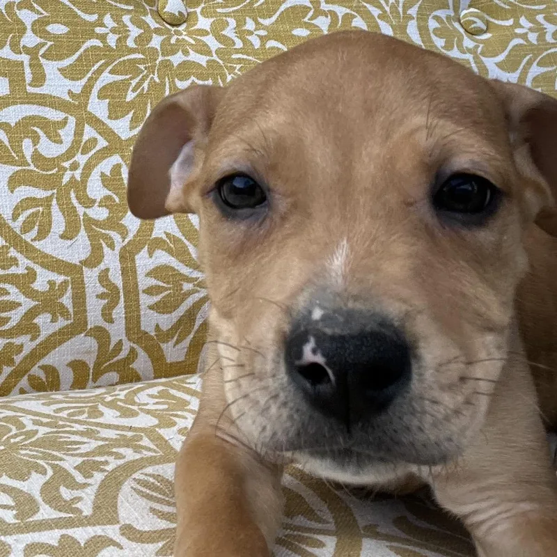 A baby small-sized male Golden American Staffordshire Terrier dog named Twixred for adoption in Cartersville, GA