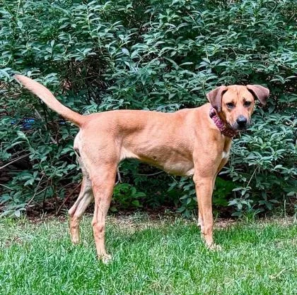 An adult medium-sized female Redbone Coonhound dog named Lola for adoption in Malvern, PA