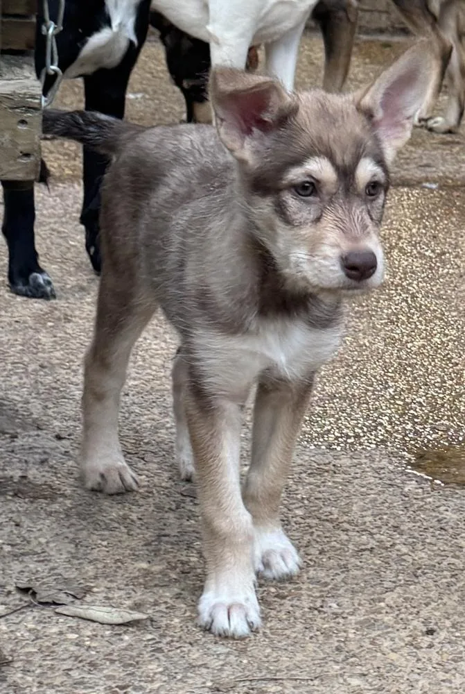 A baby large-sized female Husky dog named Aja for adoption in Horn Lake, MS