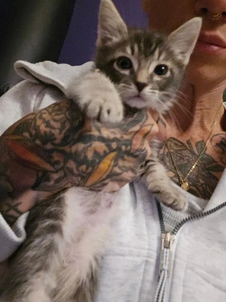 A baby small-sized female Gray / Blue / Silver Domestic Short Hair cat named Natasha for adoption in Vancouver, WA