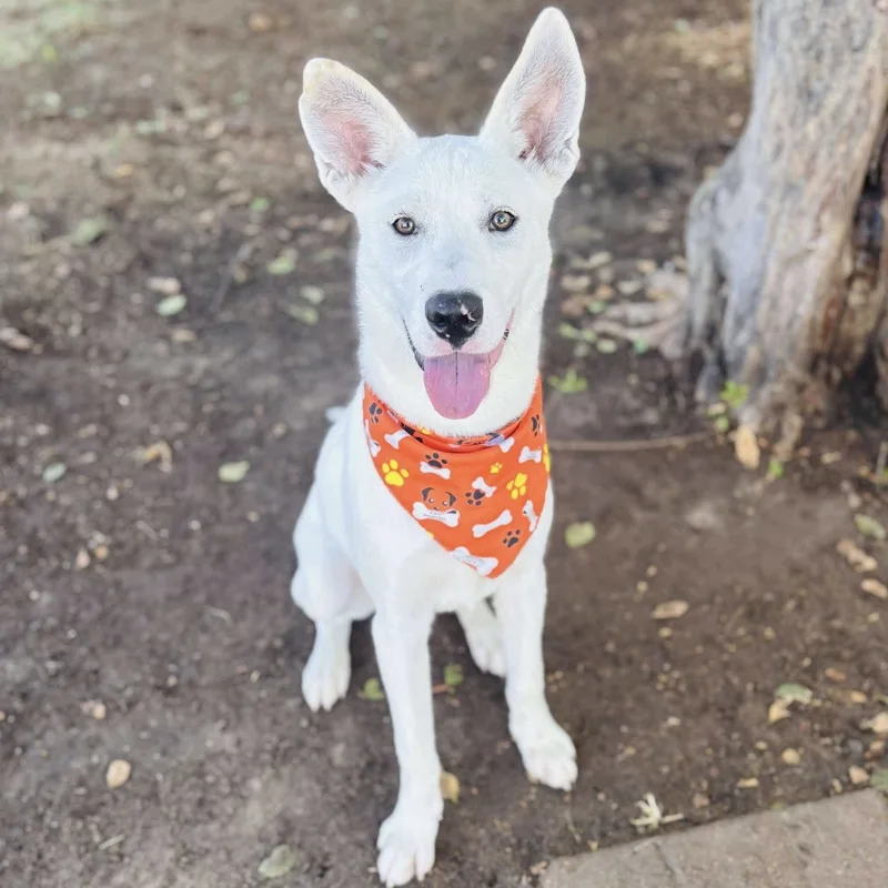 A young medium-sized male Husky dog named Chuckie for adoption in Bastrop, TX