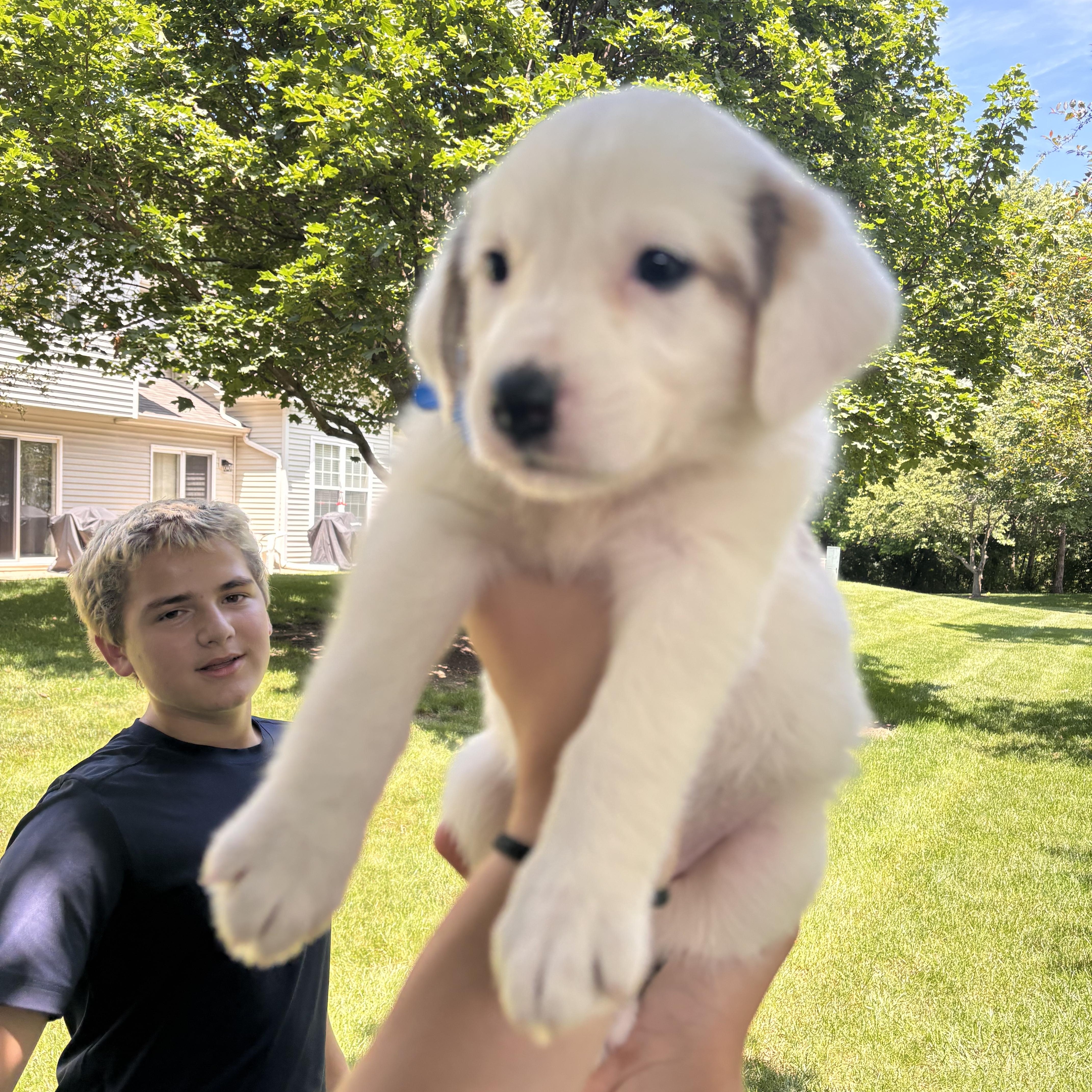 A baby medium-sized female White / Cream Australian Shepherd dog named Dolly for adoption in Plainfield, IL