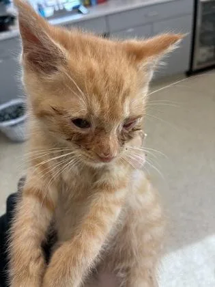 A baby small-sized female Domestic Short Hair cat named Sand for adoption in Lafayette, IN