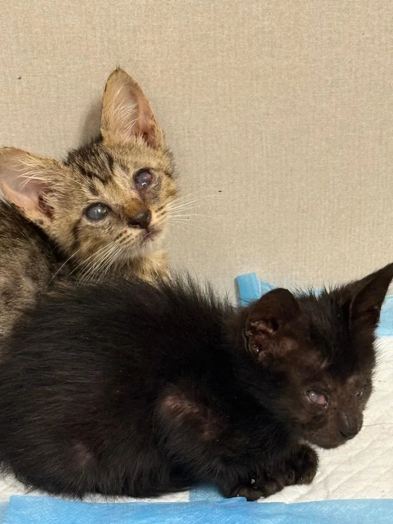 A baby small-sized female Domestic Short Hair cat named Poppy for adoption in Lewisville, TX