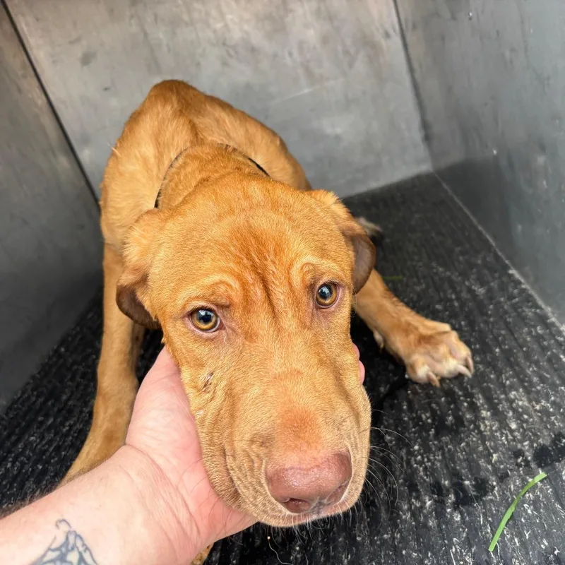 A young medium-sized male Labrador Retriever dog named Baby Boy for adoption in St Joseph, MO