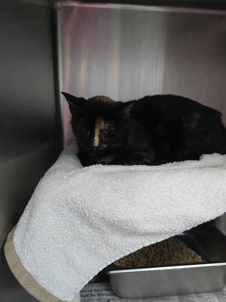 An adult small-sized female Domestic Short Hair cat named Belk for adoption in Evansville, IN