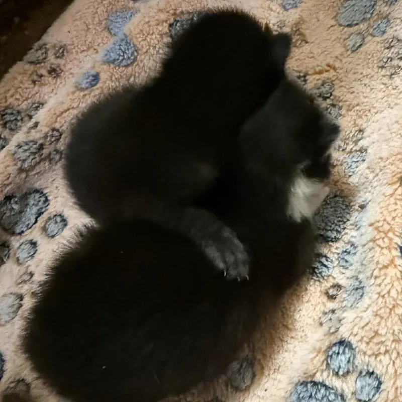 A baby small-sized female Black Domestic Short Hair cat named Frack In Lutherville for adoption in Alexandria, VA