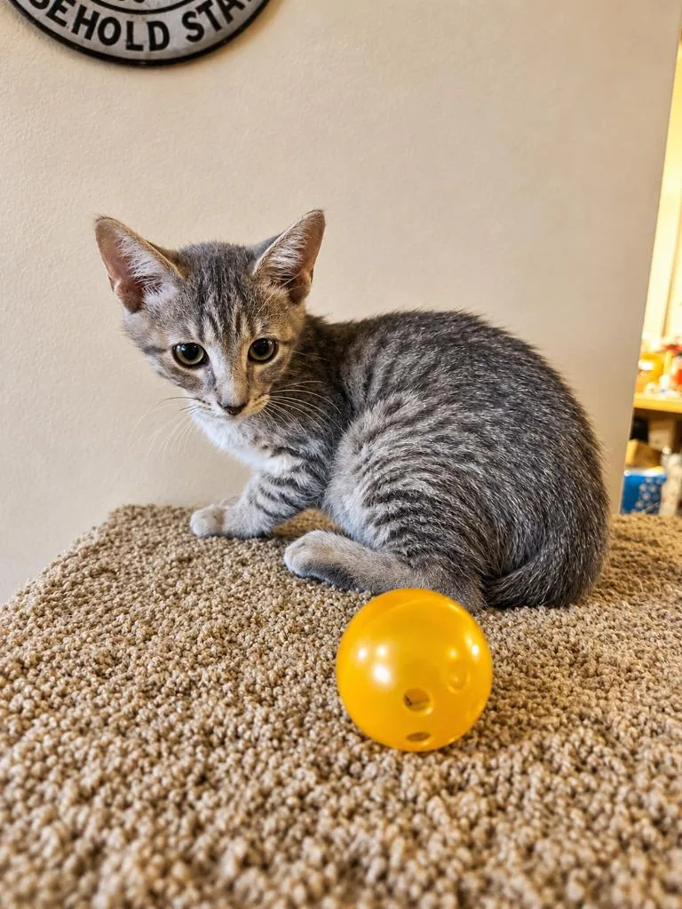 A baby medium-sized female Domestic Short Hair cat named Purple Reign for adoption in Parkville, MD