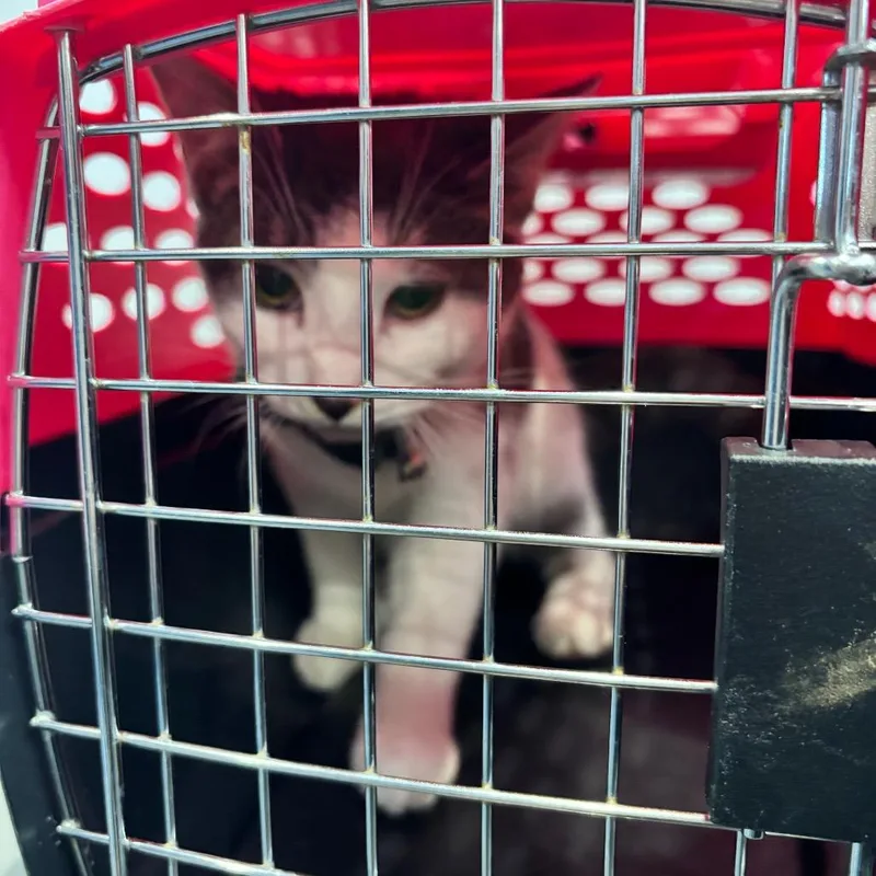 A young medium-sized male Domestic Short Hair cat named Fancy Pants for adoption in Allentown, PA