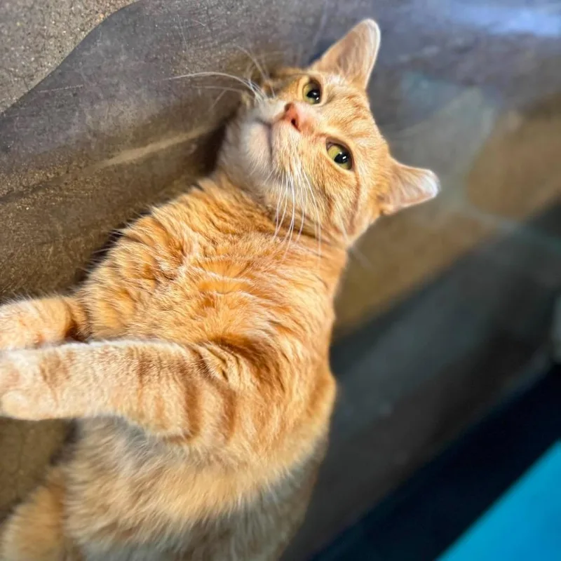 An adult medium-sized male Orange / Red Domestic Short Hair cat named Martie for adoption in Edwardsville, IL