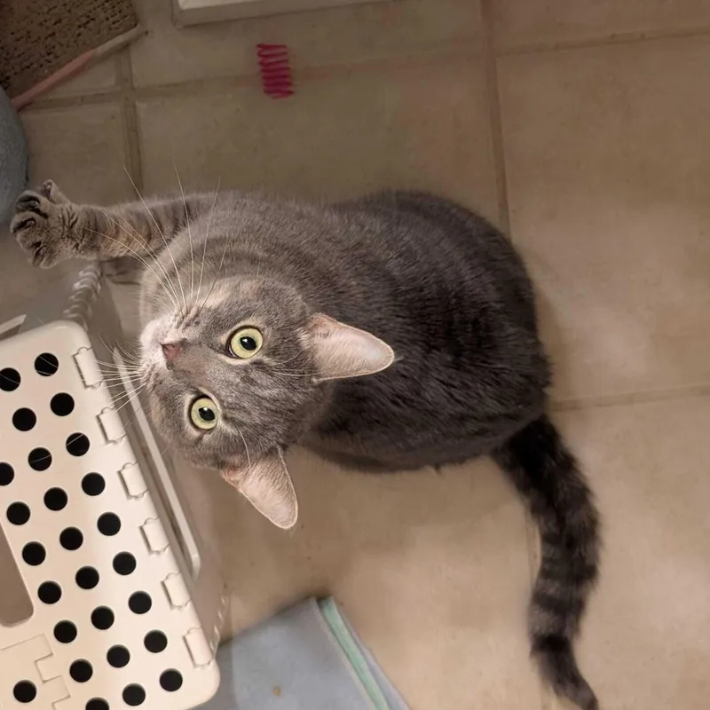 Coquette thumbnail 2