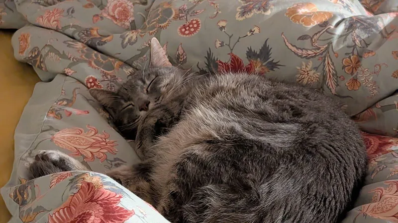 Coquette thumbnail 4