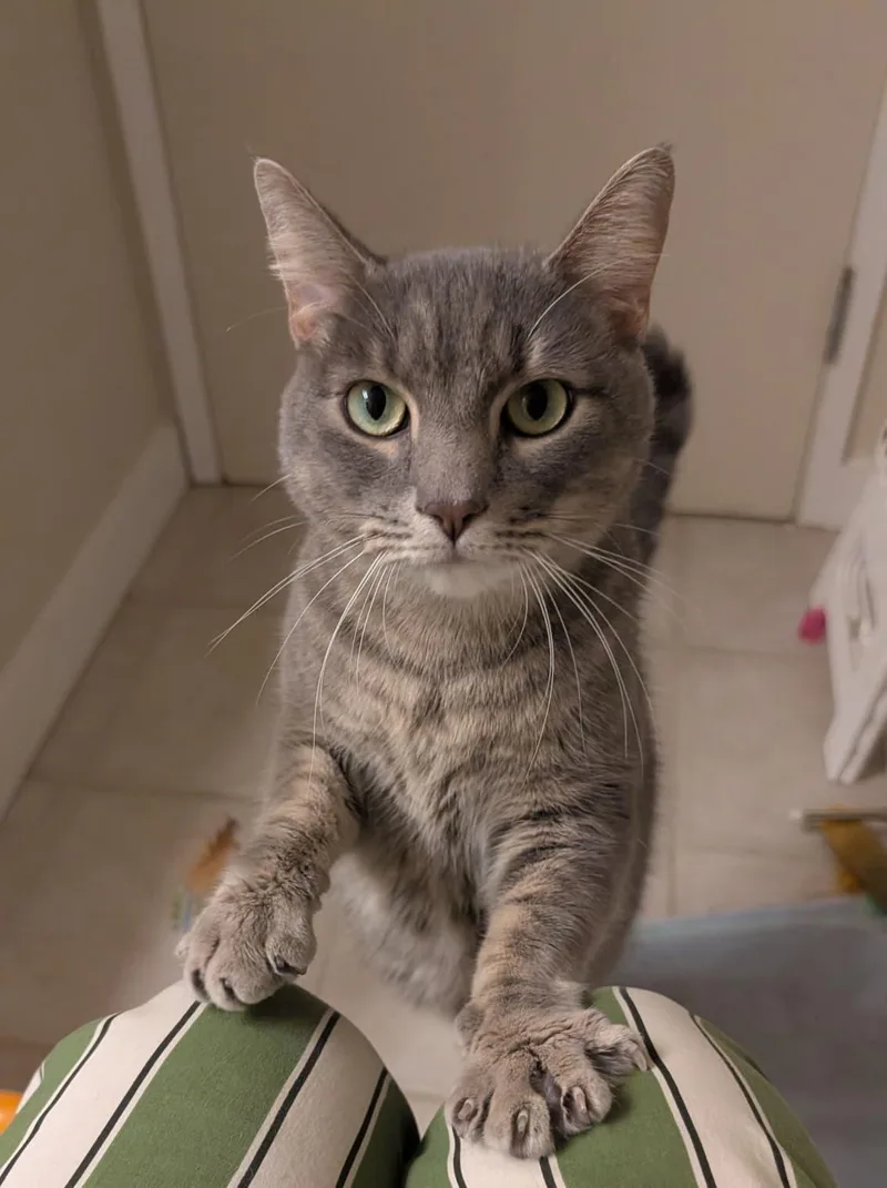 Coquette thumbnail 5