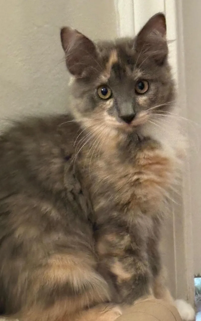 A baby medium-sized female Domestic Medium Hair cat named Pink for adoption in Nashville, TN