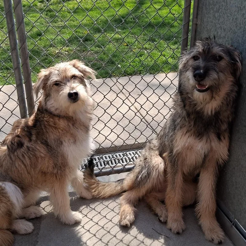 A young small-sized female Black Mixed Breed dog named Stormie for adoption in Dayton, OH