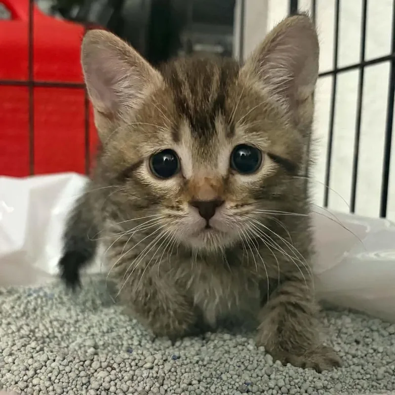 A baby medium-sized male Tabby (Brown / Chocolate) Domestic Short Hair cat named Smokey & Bandit for adoption in Mount Sterling, IL