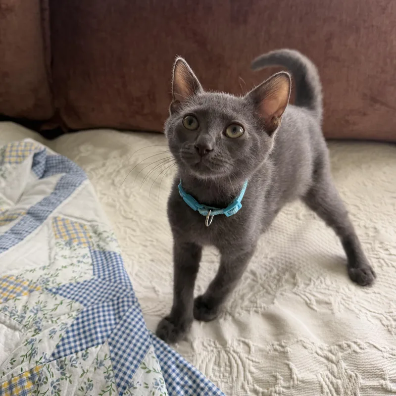 A baby medium-sized male Gray / Blue / Silver Domestic Short Hair cat named Mica for adoption in Brick, NJ