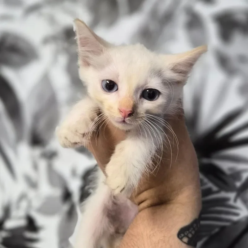 A baby small-sized male White Domestic Long Hair cat named Yoshi for adoption in Wahiawa, HI