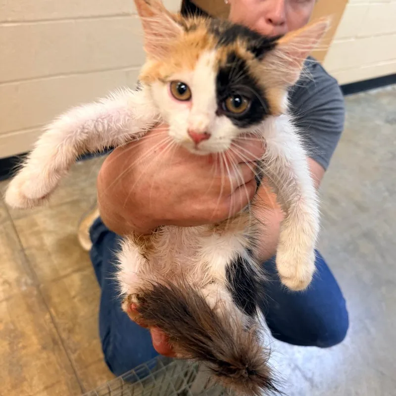A baby small-sized female Calico Domestic Short Hair cat named Fable for adoption in Corinth, MS