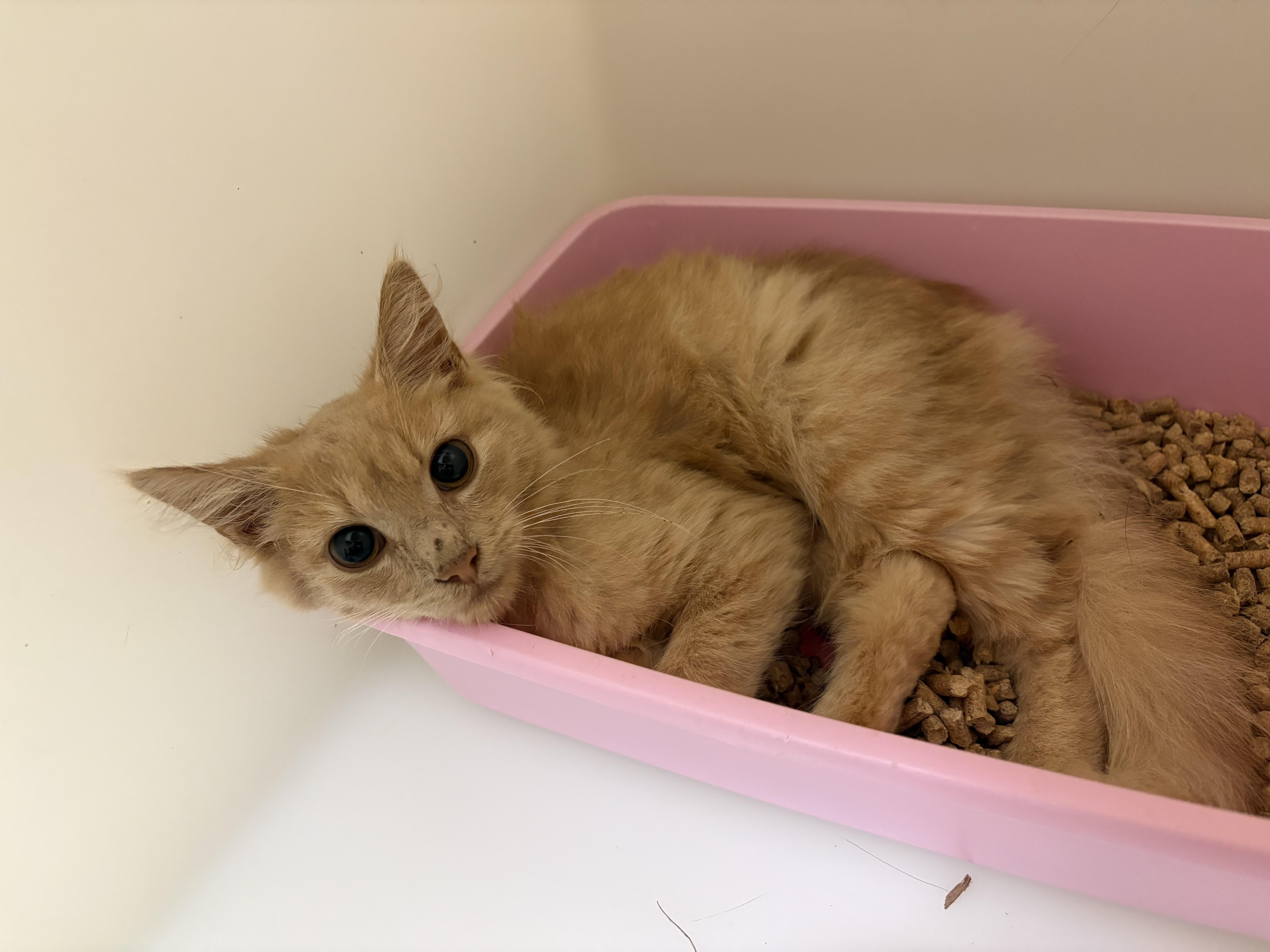 A young medium-sized female Buff / Tan / Fawn Domestic Long Hair cat named Reba for adoption in Monticello, GA