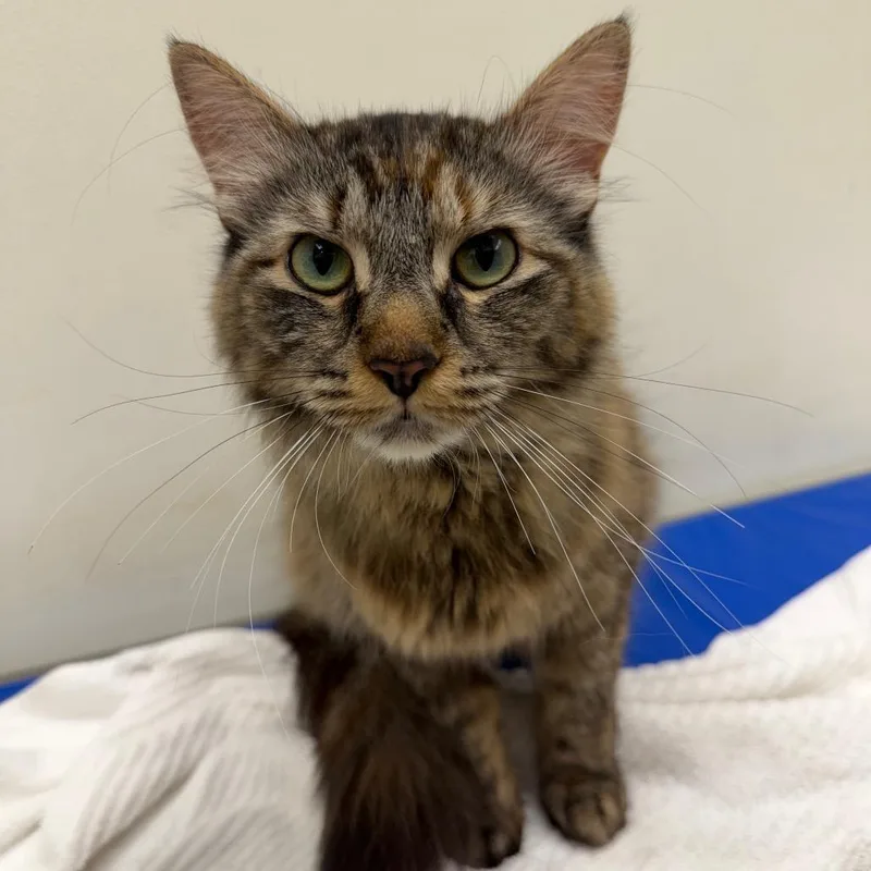A young medium-sized female Brown / Chocolate Domestic Medium Hair cat named Zara for adoption in Oshkosh, WI