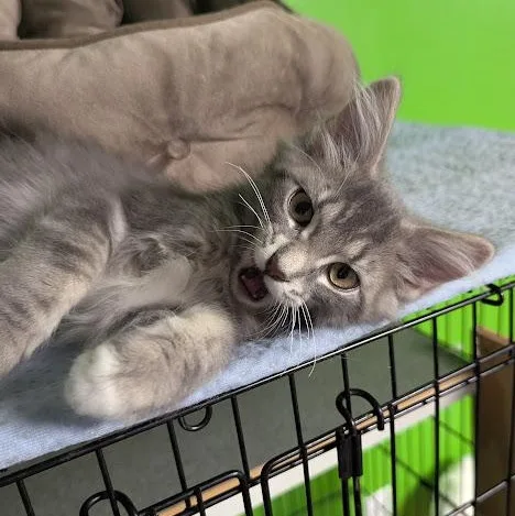 A baby medium-sized male Tabby (Gray / Blue / Silver) Tabby cat named Lintball better known as for adoption in Shippenville, PA
