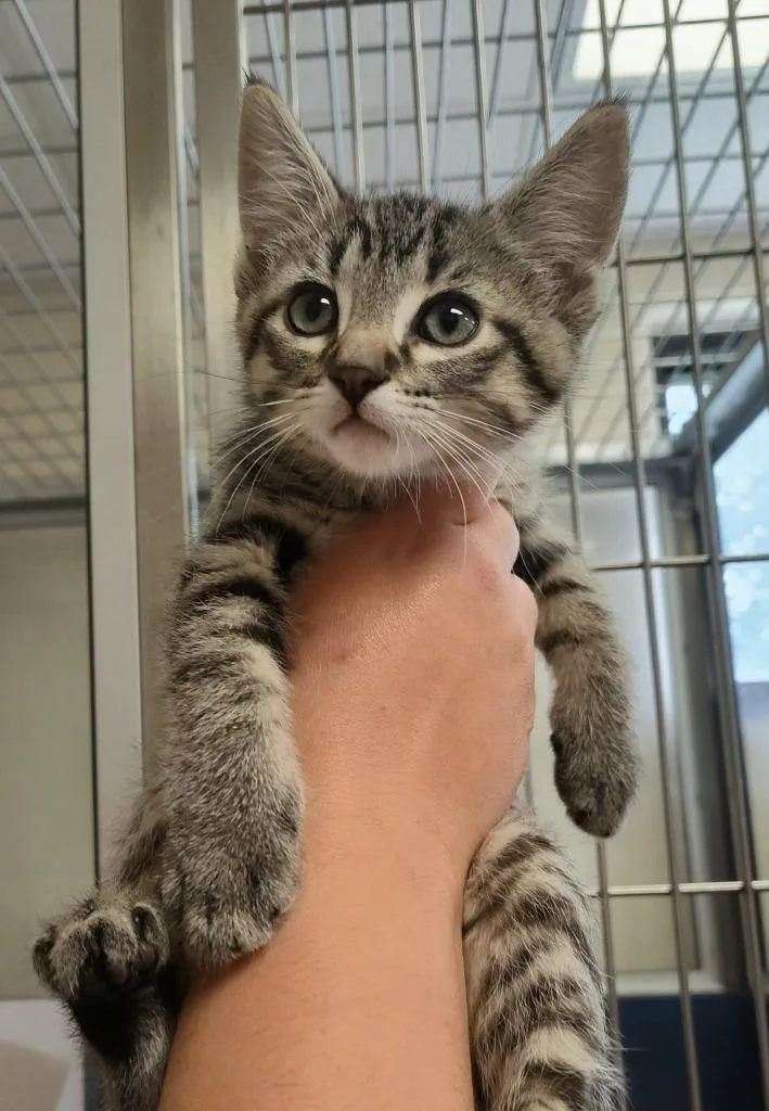 A baby small-sized male Domestic Short Hair cat named Mambo for adoption in Grand Forks, ND