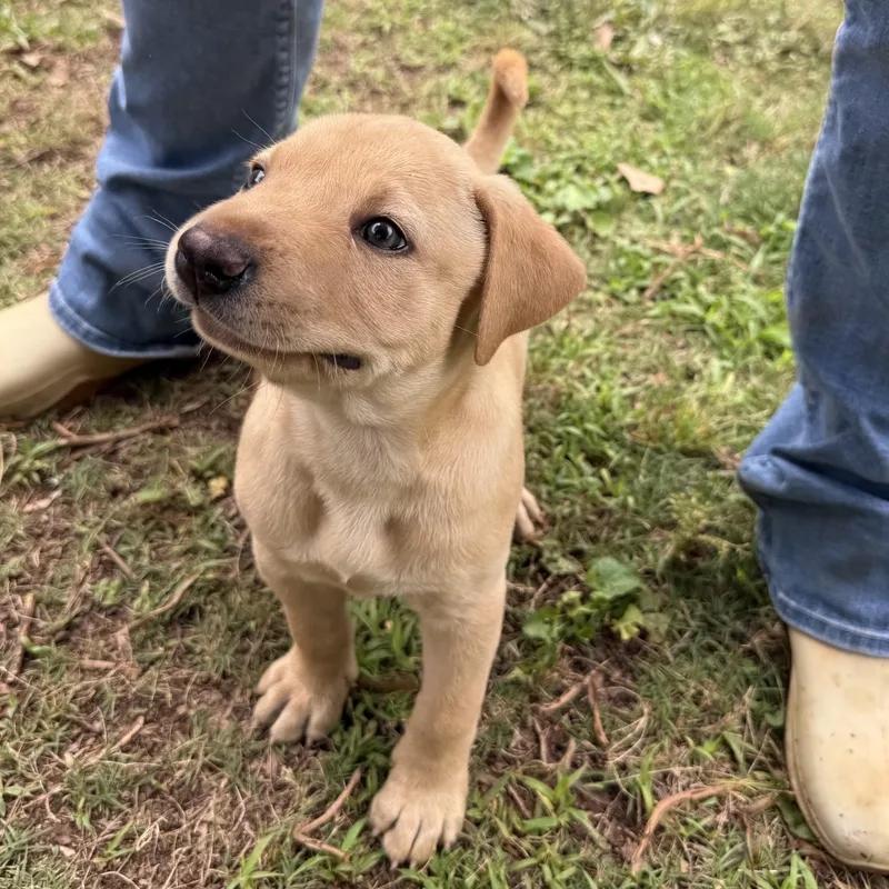 A baby medium-sized male Yellow / Tan / Blond / Fawn Mixed Breed dog named Finn for adoption in Jackson, GA