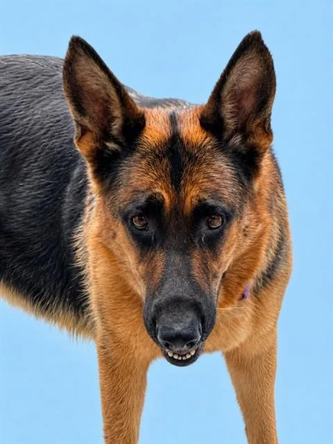 An adult large-sized female German Shepherd Dog dog named Trixie for adoption in Westminster, MD