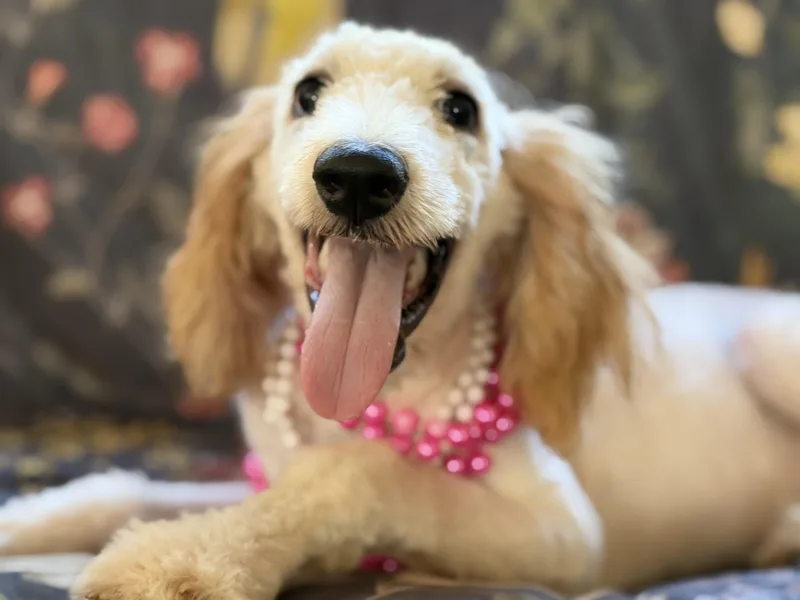 A baby medium-sized female Apricot / Beige Poodle dog named Roo Roo for adoption in Lucedale, MS