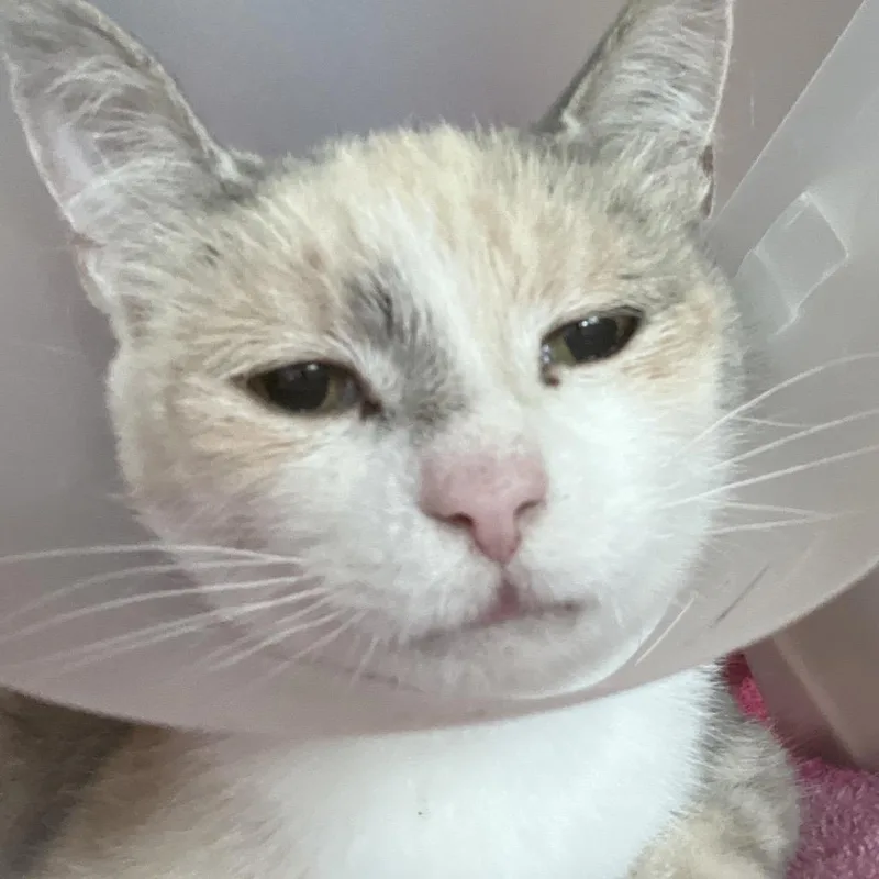 An adult medium-sized female Gray / Blue / Silver Domestic Short Hair cat named Jillian for adoption in Leander, TX