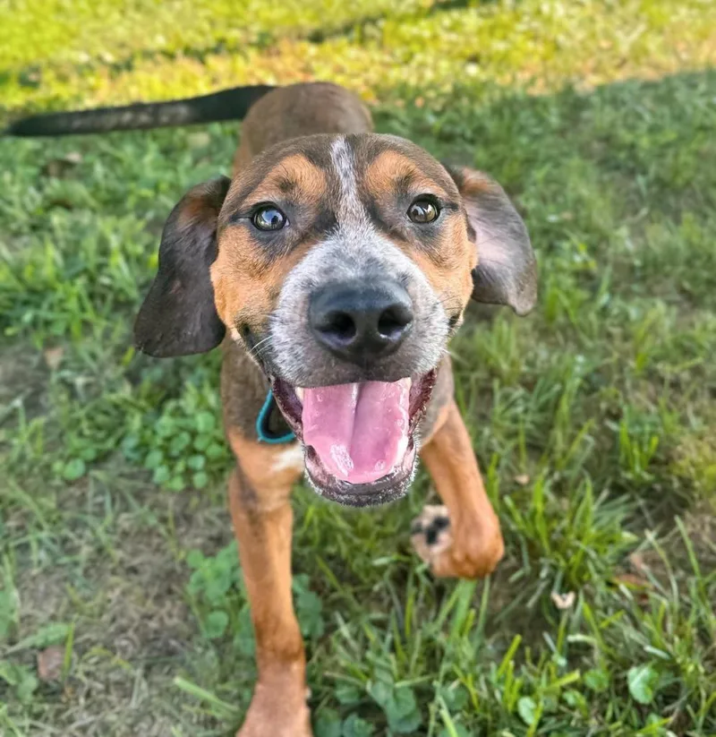 A baby medium-sized male Mixed Breed dog named Phillips for adoption in Effingham, IL