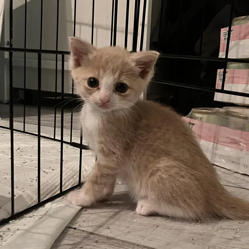A baby medium-sized female Buff & White Domestic Short Hair cat named Hansel for adoption in Moriches, NY