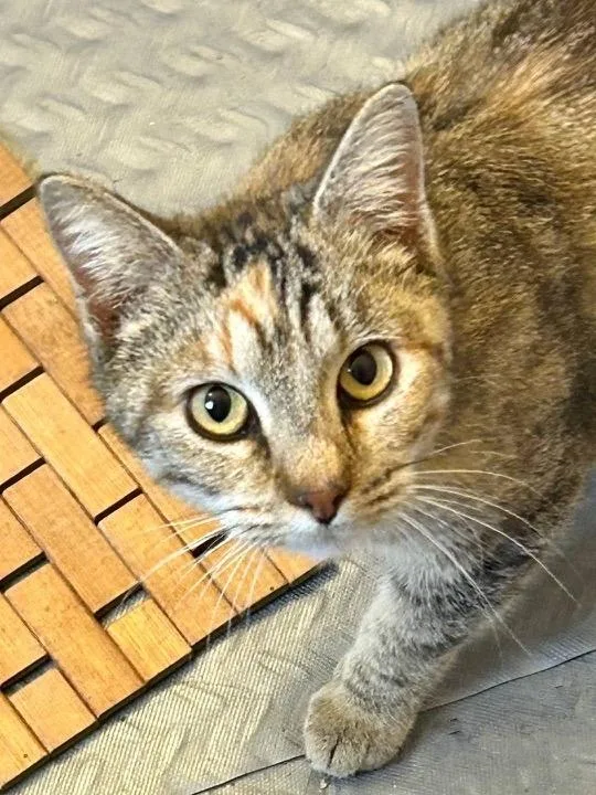 A young medium-sized female Domestic Short Hair cat named Queen Victoria for adoption in Hoover , AL