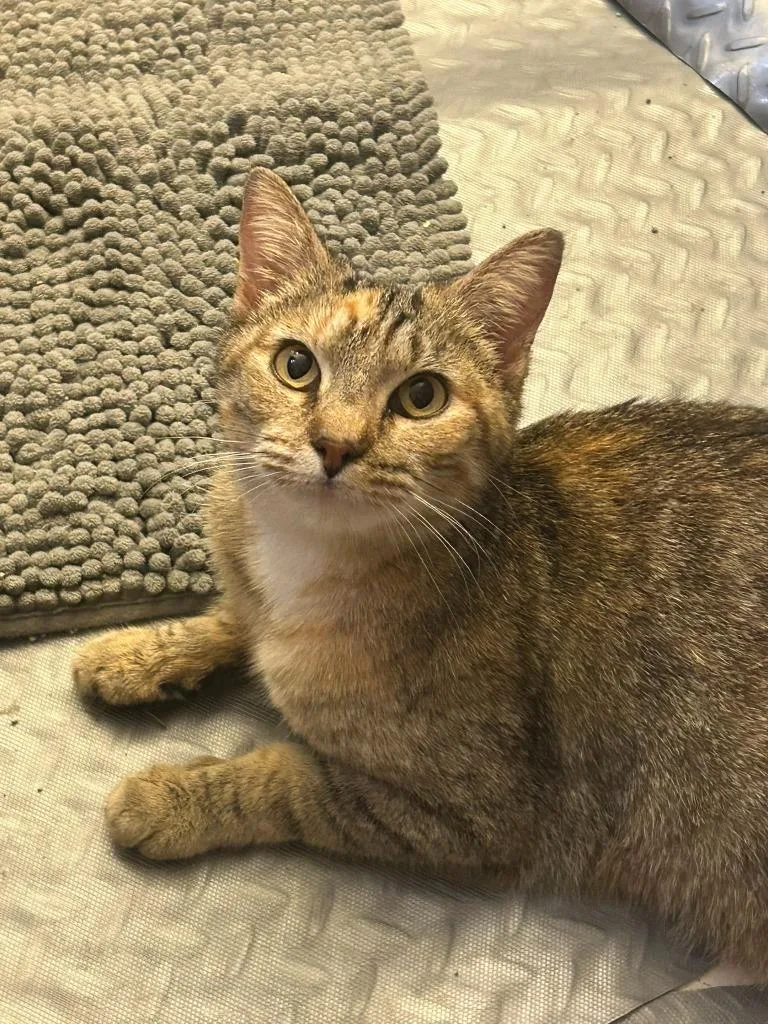 Queen Victoria thumbnail 2