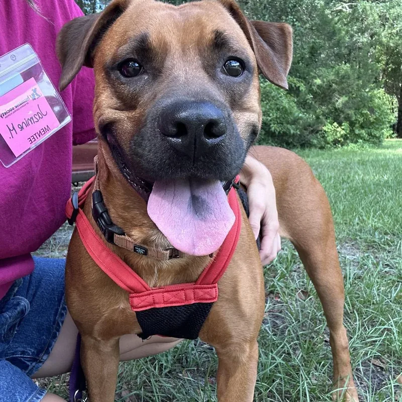 An adult large-sized female Yellow / Tan / Blond / Fawn Mixed Breed dog named Rosalita for adoption in Gainesville, FL