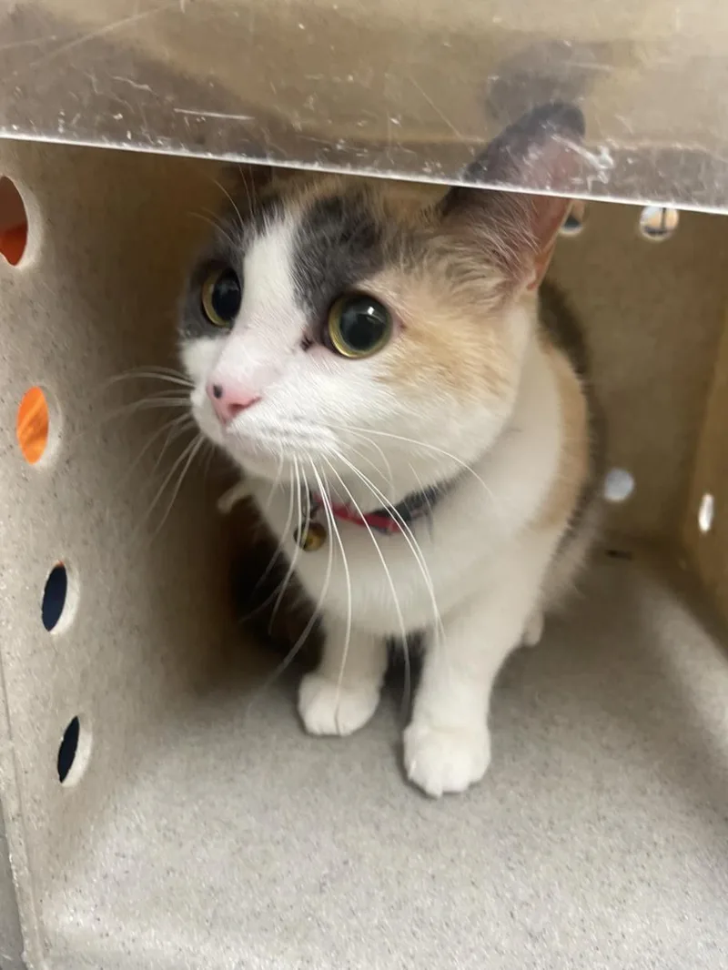 An adult medium-sized female Domestic Short Hair cat named Dottie for adoption in Augusta, GA