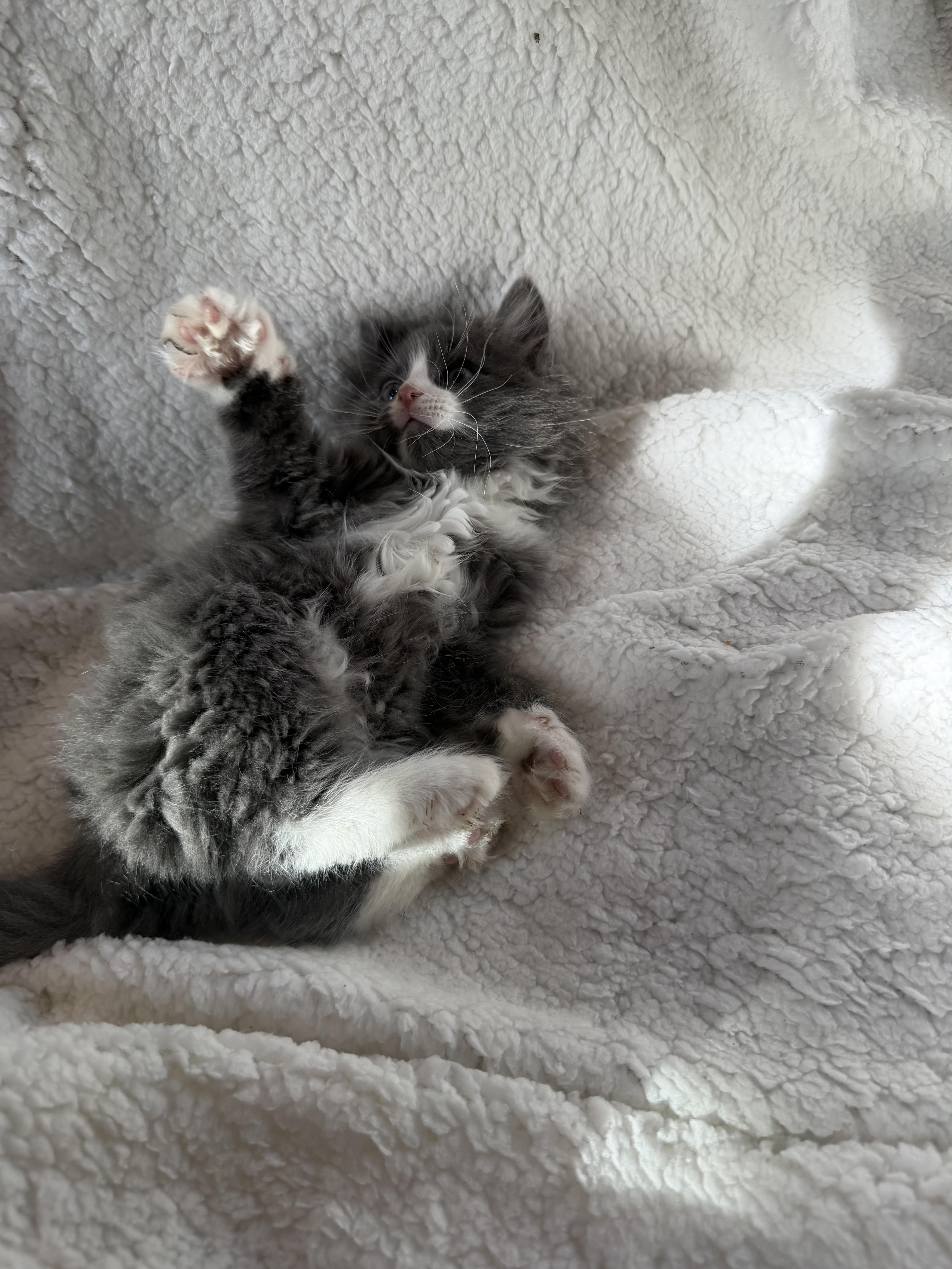 A baby large-sized male Blue Point Maine Coon cat named Smokey for adoption in toledo, OH