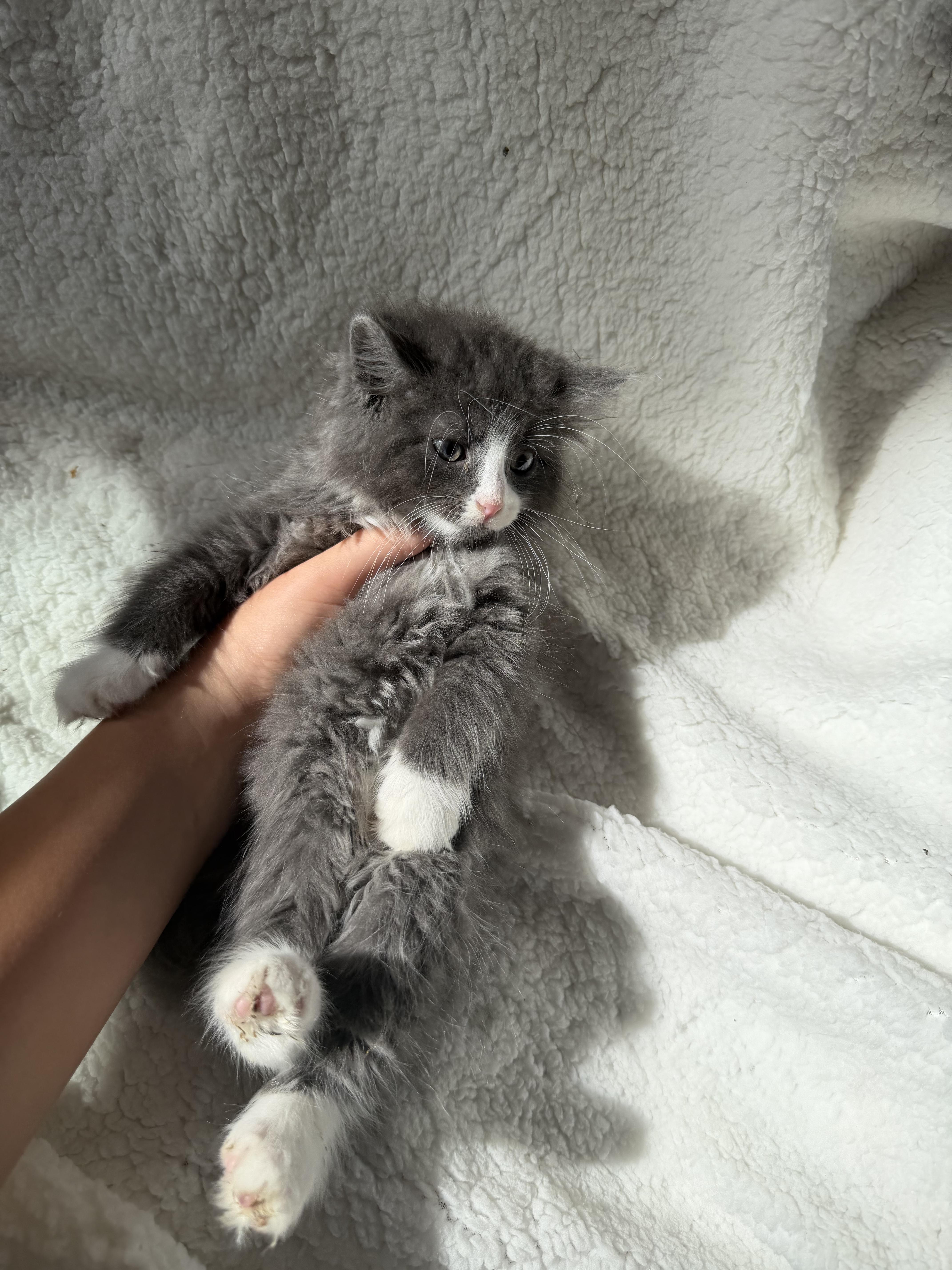 Smokey thumbnail 2