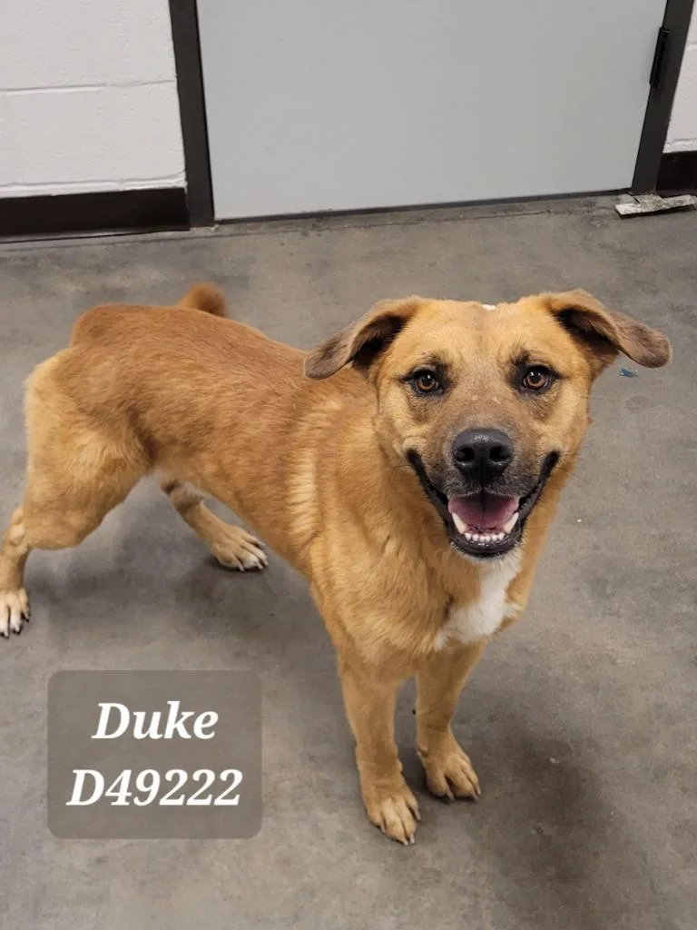 Duke thumbnail 3