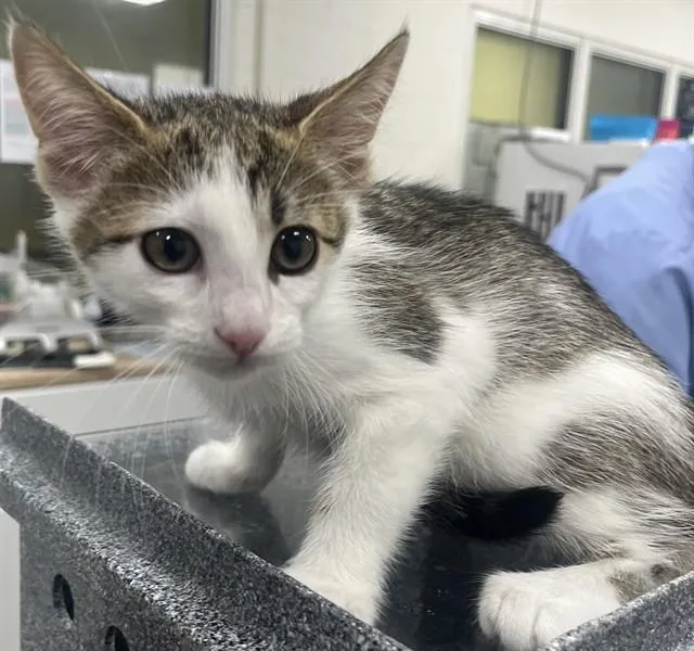 A baby small-sized male Domestic Short Hair cat named Armani for adoption in Upper Marlboro, MD